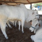 Animais do plantel Irmãos Barros Correia estarão à disposição dos compradores