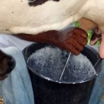 Atividade leiteira vai ajudar na preservação do meio ambiente