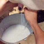 Governo Federal estuda reajuste no preço do leite do Programa do Leite