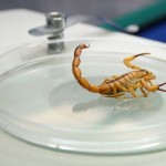 Aumenta o número de acidentes com escorpião nas cidades vizinhas à capital