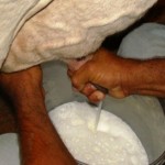 Seca reduz a produção de leite no sertão