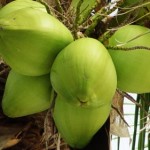 Alagoas é destaque na produção de coco verde