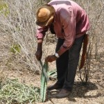 Agricultor sertanejo começa a dar cactus ao gado na luta para salvar o rebanho que sofre com a seca