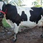 Vacas da raça holandesa vão ajudar a criar novo polo na região da Marituba