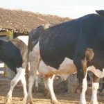 Bacia Leiteira do Sertão de Alagoas possui condição de aumentar a produção de leite