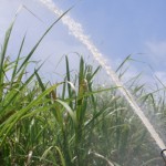 Irrigação em alguns canaviais alagoanos está ocorrendo com energia furtada