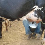 Pequeno produtor de leite está sofrendo com a queda na produção devido a falta de alimento para o rebanho