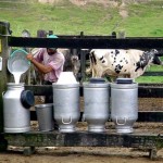 Produtor rural alagoano receberá R$ 1,00 pelo litro do leite