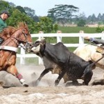 Cavalos da raça quarto de milha são os preferidos nas vaquejadas