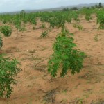 Cultura da mandioca sofre com os efeitos da seca
