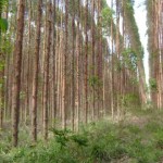 Estado aparece como região promissora para o cultivo de eucaliptos