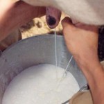 Produção de leite no campo cai em decorrência da estiagem