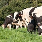 Estado anuncia linha de crédito para aquisição de novas matrizes leiteiras
