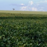Plano de Safra aumenta produção agrícola