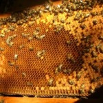 Produtores investem na produção de mel na região norte