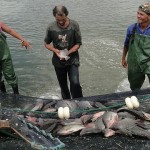 Programa Alagoas Mais Peixe se expande no Estado
