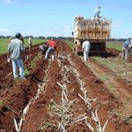 Plantação de cana-de-açúcar na Pindorama