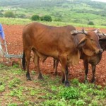 Plano Safra vai beneficiar agricultores familiares