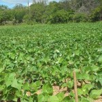 Plantio de feijão carioca apresenta bom resultado na zona rural de Traipu