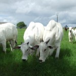 Rebanho nelore alagoano é considerado um dos melhores da pecuária nacional