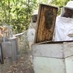 Apicultura alagoana aumenta a produção de mel