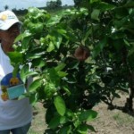 Produtor de laranja do Vale Mundaú está animado com o apoio de fortalecimento da cadeia produtiva