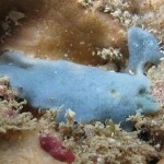 Esponjas marinhas descobertas por pesquisadores da Ufal