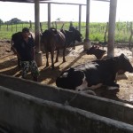Produtores de gado de leite recebem cada vez incentivos do Governo do Estado
