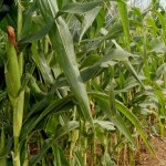 Cultivo do milho surge como alternativa para a diversificação no Vale do Paraíba