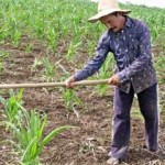 Agricultor deseja fazer renegociação rural