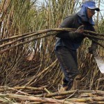 Queda de safra de cana-de-açúcar reduz trabalho no campo