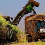 Plantadores de cana-de-açúcar comemoram recebimento do dinheiro da subvenção