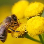 Criação de abelhas ajuda a preservar a flora e gera renda aos pequenos produtores