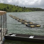 Incentivo à piscicultura no Estado de Alagoas está ajudando a elevar a produção de peixes