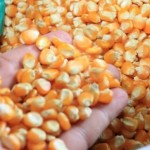 Entrega de sementes para os produtores rurais do sertão