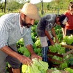Agricultura familiar expande no Nordeste