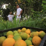 Expansão da produção de laranja lima anima produtores rurais