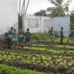 Cooperativa Pindorama estimula a prática agrícola entre os jovens estudantes