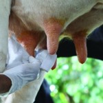 Custo do leite na propriedade da agricultura familiar está sendo analisado