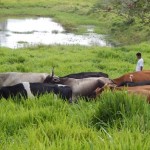 CPLA estimula aumento da produção de pequenos agricultores