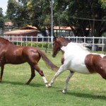 Cavalos Mangalarga Bizunga-Santiago