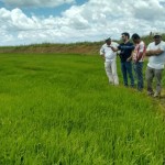 Pesquisadores da Embrapa visita áreas propícias para a produção de arroz especial