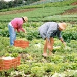Agriculturores cultivam hortifrutigranjeiros na esperança de boa colheita