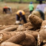 Cultivo de mandioca recebe apoio técnico e financiamento do Governo