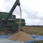 Produção de grãos nos perímetros irrigados do Baixo S. Francisco