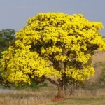 Craibeira: árvore símbolo de Maceió