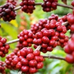 Cultura do café é a nova aposta do governador Renan Filho para agricultura alagoana