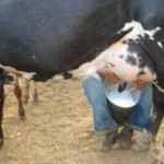 Pequenos produtores de leite elevam produção no Estado