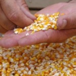 Sementes de milho estão sendo distribuídas em todo o Estado