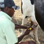 Pequeno produtor de leite alagoano recebe cada vez mais informações sobre a pecuária